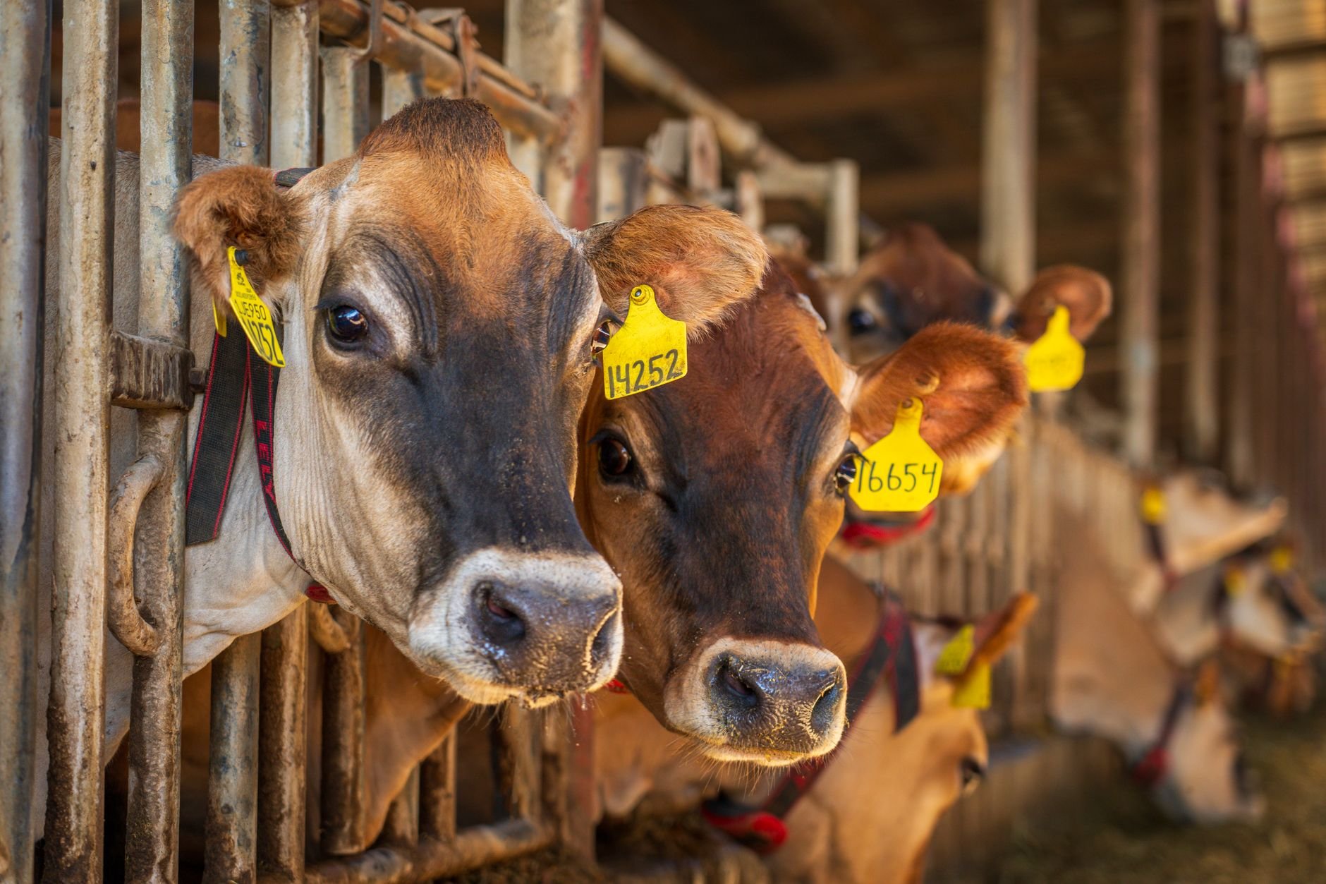 Dairy cows in a modern barn feeding alley